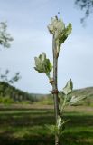 Populus alba. Верхушка веточки с молодыми побегами и спускающимся пауком. Республика Башкортостан, Хайбуллинский р-н, Акъюловский сельсовет, окр. дер. Акназарово, долина р. Сакмара, берёзовая роща на надпойменной террасе. 29 апреля 2024 г.