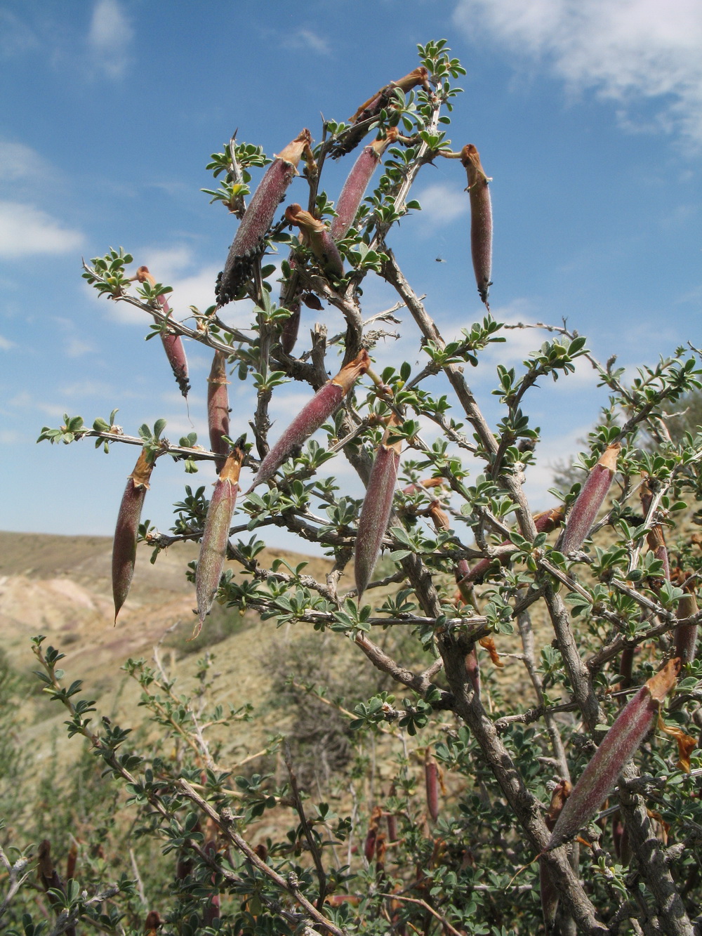Image of Caragana grandiflora specimen.