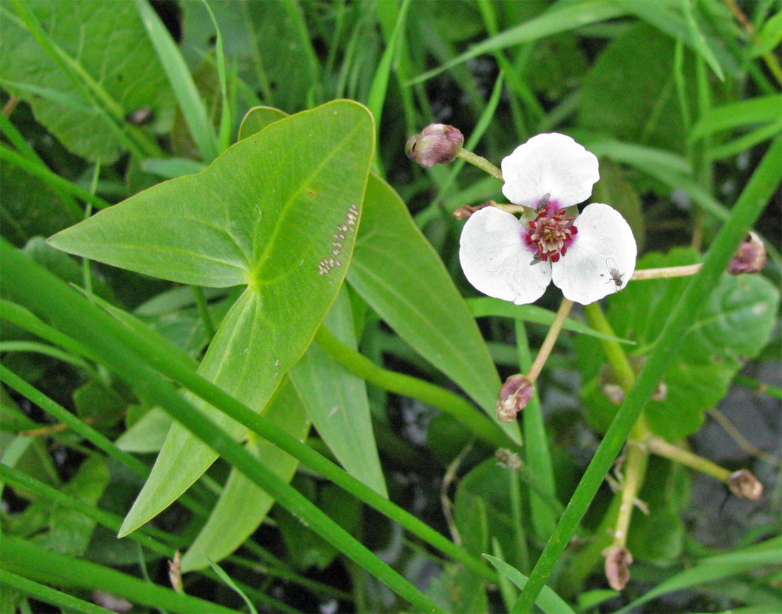 Image of Sagittaria sagittifolia specimen.