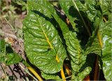 Beta vulgaris. Листья (желтостебельная форма). Московская обл., Раменский р-н, окр. дер. Хрипань, садовый участок. 06.09.2024.