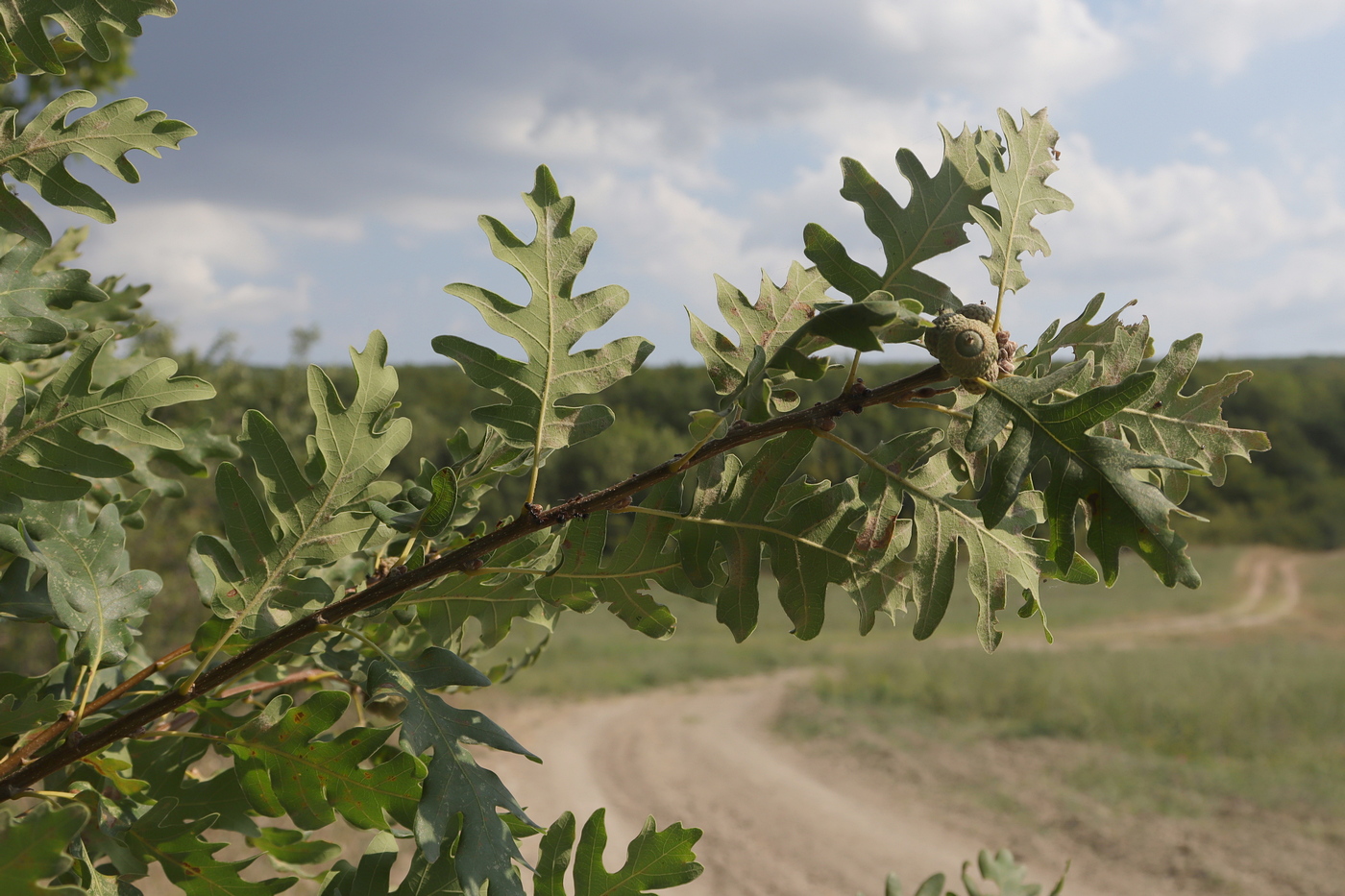 Изображение особи Quercus calcarea.