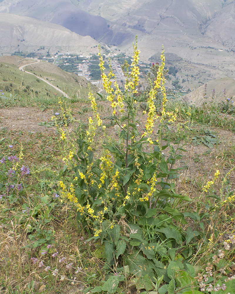 Image of Verbascum laxum specimen.