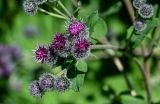 Arctium tomentosum