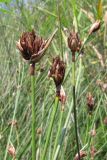 Schoenus nigricans. Верхушки побегов с соплодиями. Крым, Севастополь, окр. м. Фиолент, склон к морю, среди тростника. 7 августа 2010 г.