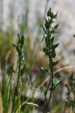 Draba parviflora