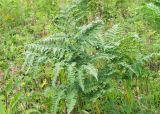 Pteridium japonicum