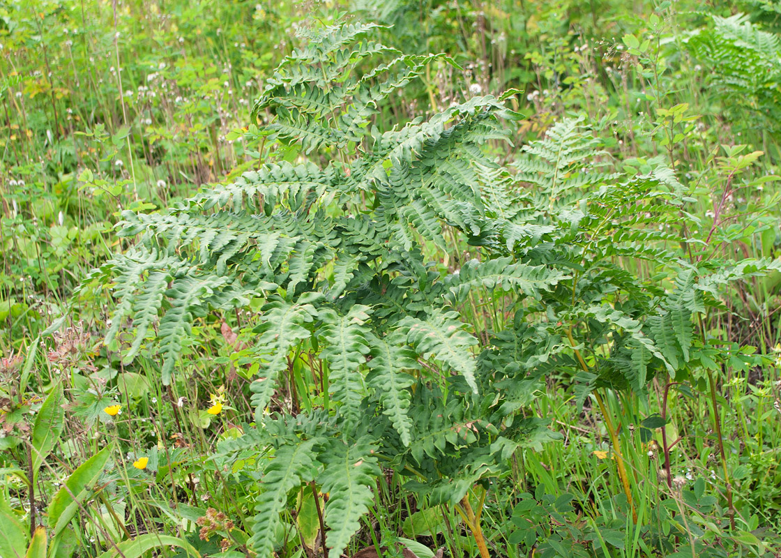 Изображение особи Pteridium japonicum.