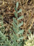 Goebelia pachycarpa