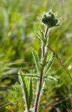 genus Potentilla
