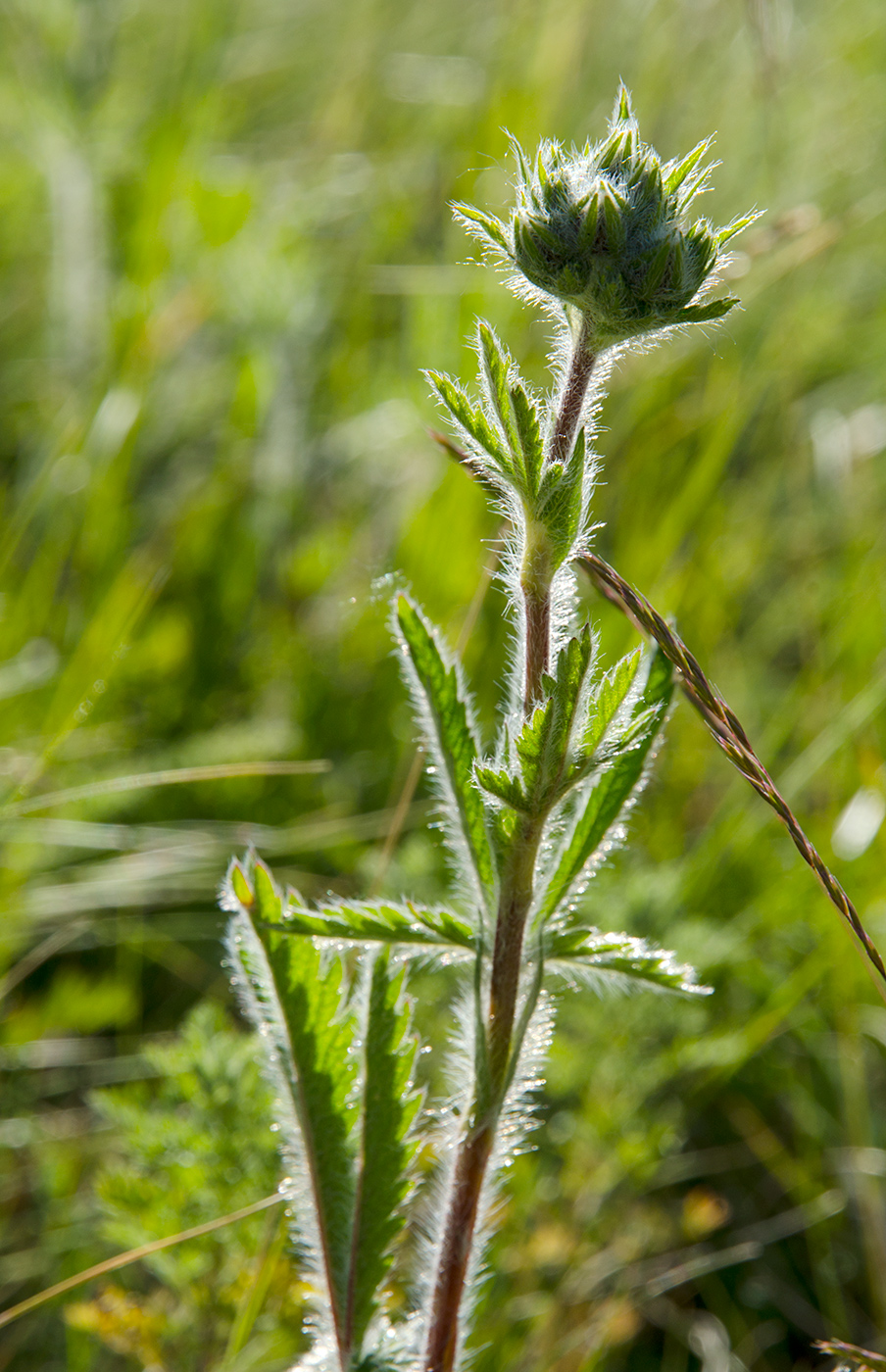 Изображение особи род Potentilla.