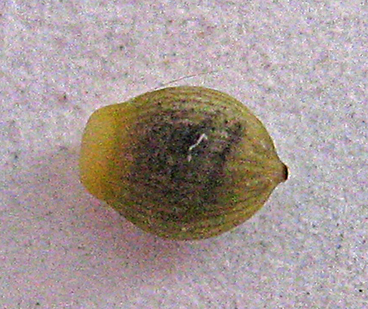 Image of Fumaria petteri specimen.