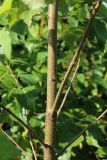 Betula pendula