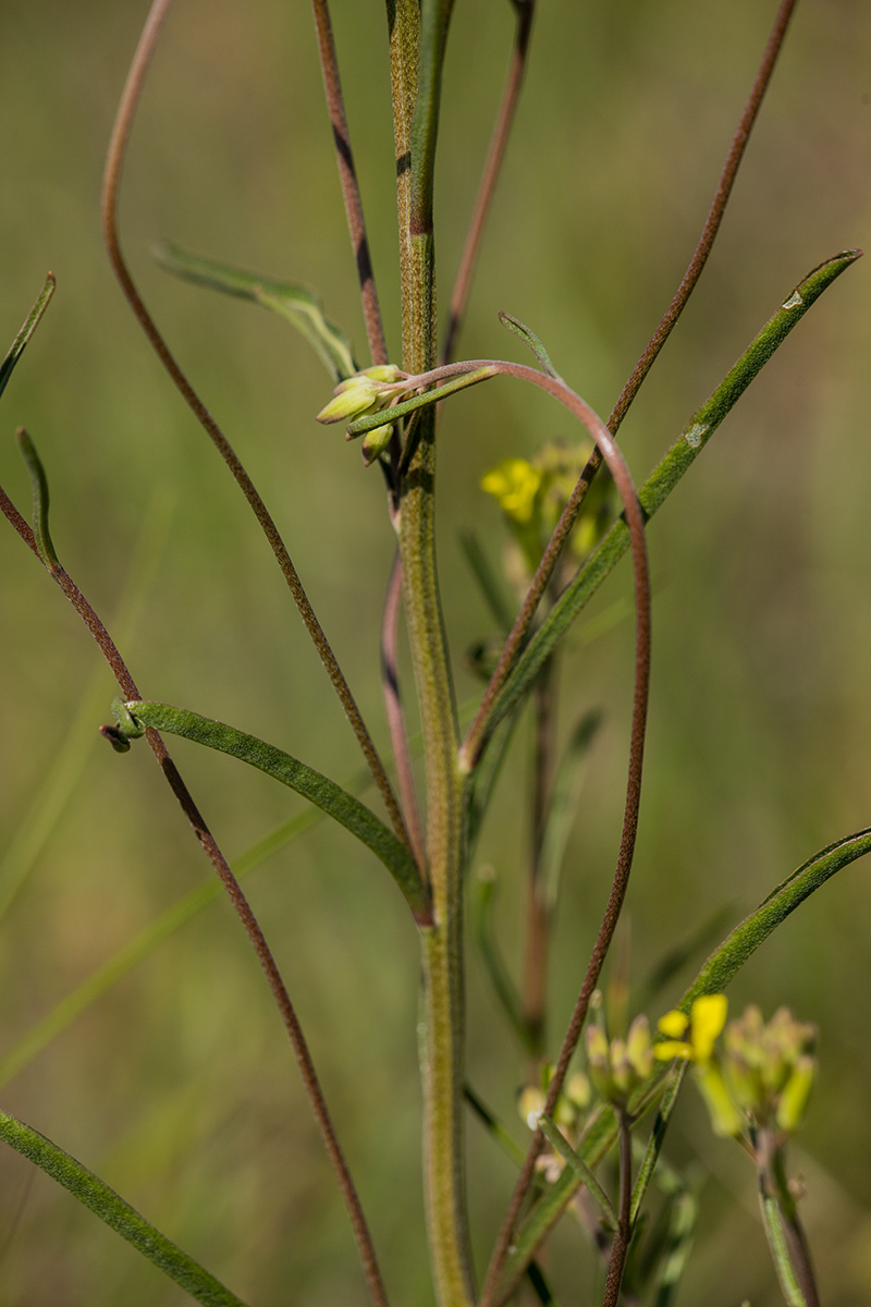 Image of Erysimum canescens specimen.