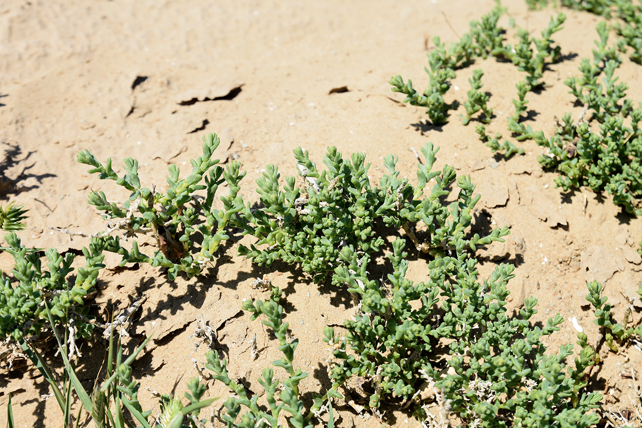 Image of familia Chenopodiaceae specimen.