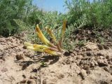 genus Astragalus