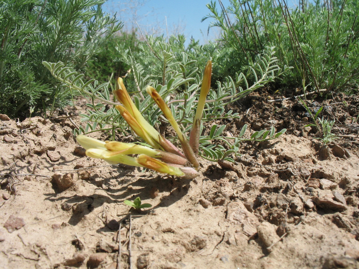 Image of genus Astragalus specimen.