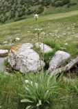 View full-size image Swertia lactea