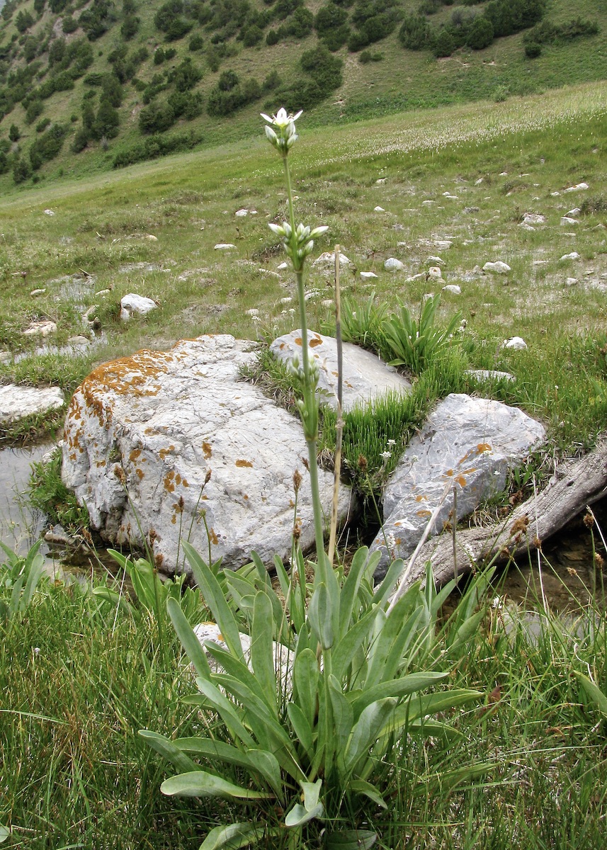 Image of Swertia lactea specimen.