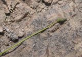 Plantago lanceolata. Верхушка плодоносящего побега. Турция, ил Карс, окр. г. Дигор, участок ущ. р. Дигор в 400 м ниже монастыря Хтзконк, левый борт ущелья, край тропы. 19 мая 2025 г.