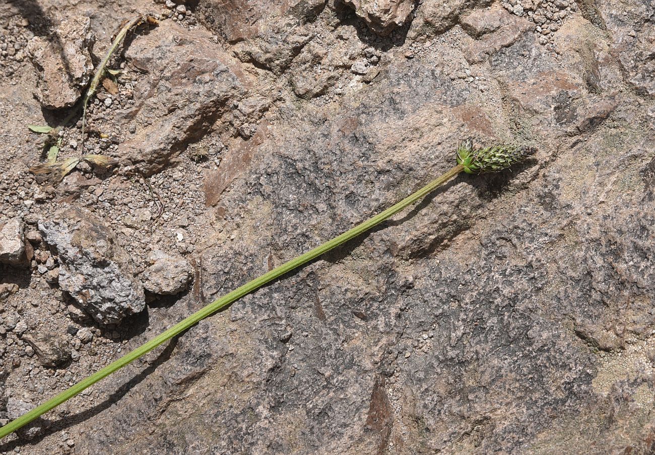Image of Plantago lanceolata specimen.