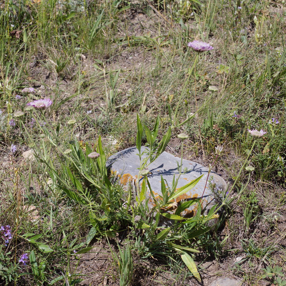 Image of Lomelosia songarica specimen.