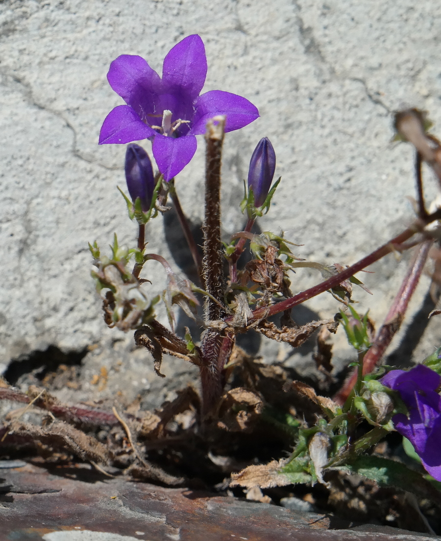 Изображение особи род Campanula.