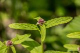Prunella vulgaris