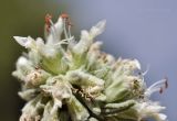 Teucrium capitatum. Часть соцветия. Крым, г. Симферополь, окр. мкр-на Пневматика, куэста, каменистая осыпь. 15.07.2025.
