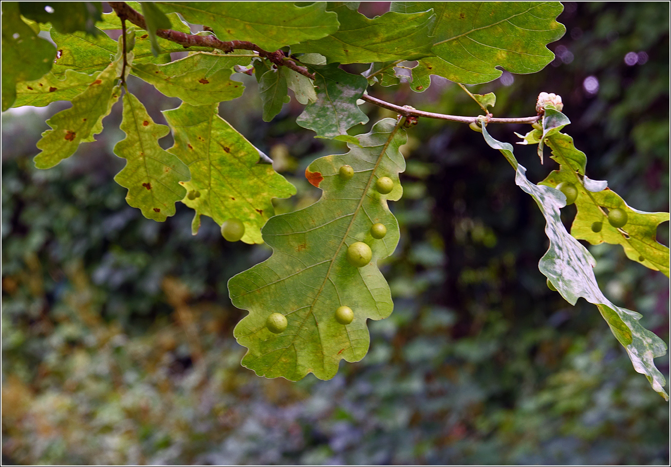 Image of Quercus robur specimen.