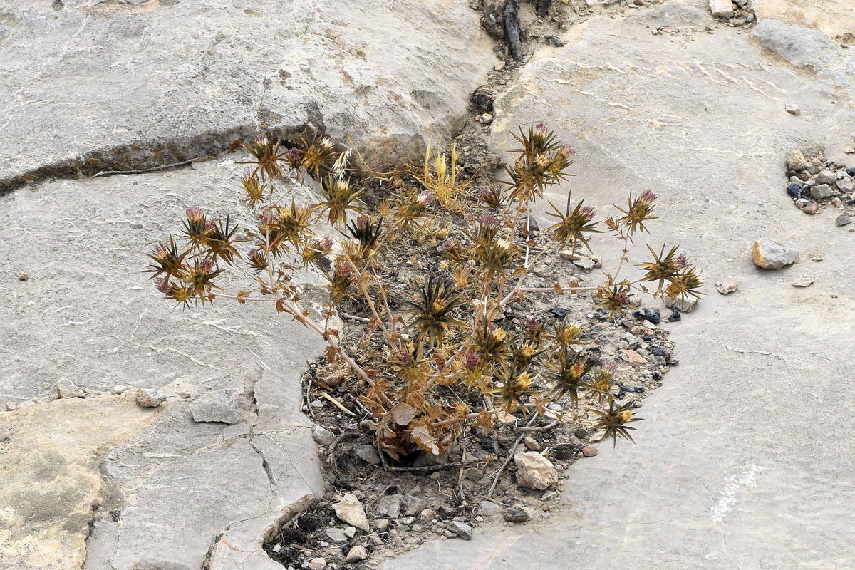Image of Cousinia stellaris specimen.
