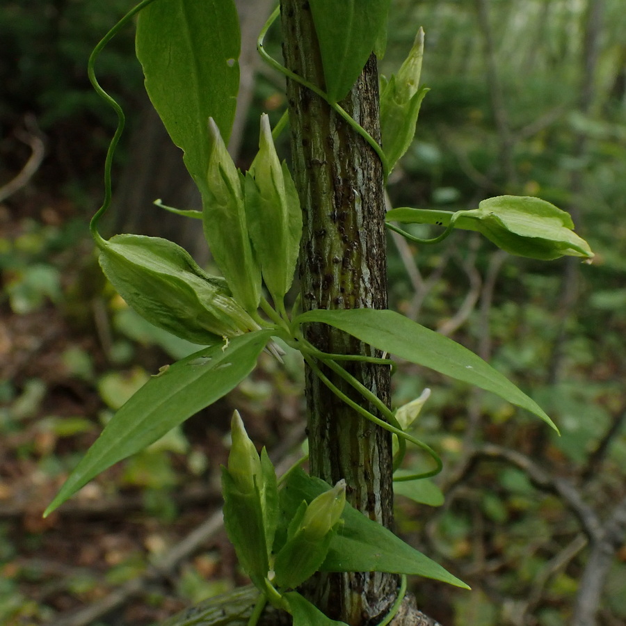 Изображение особи Crawfurdia volubilis.