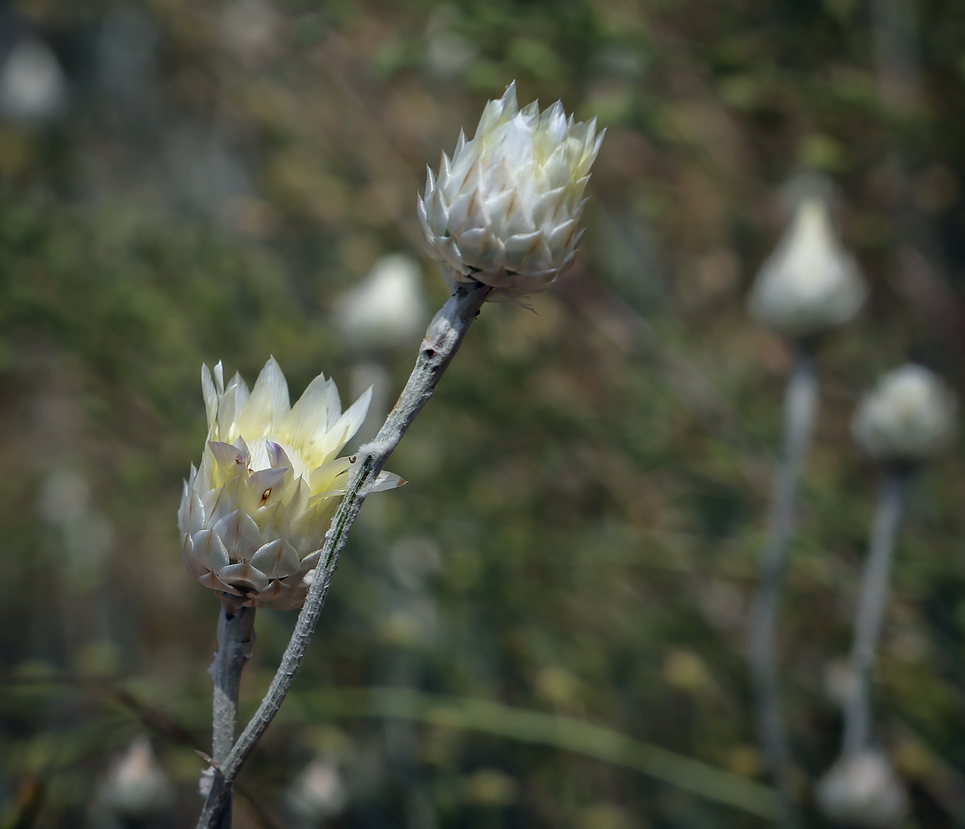 Изображение особи Xeranthemum annuum.