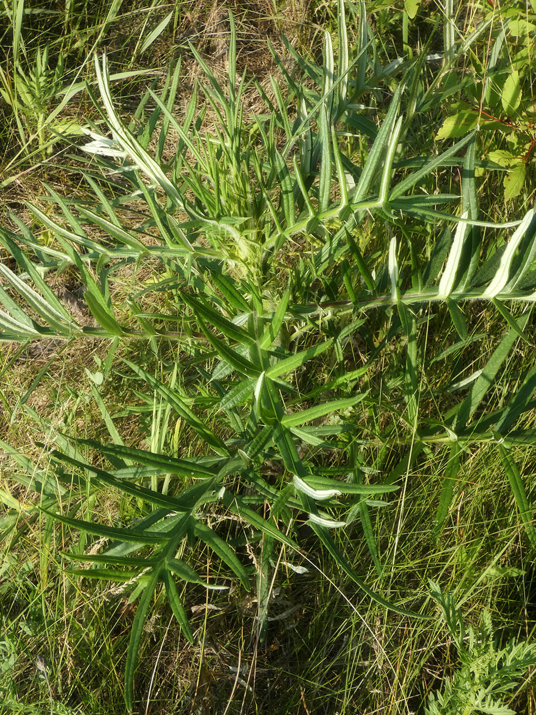 Image of genus Cirsium specimen.