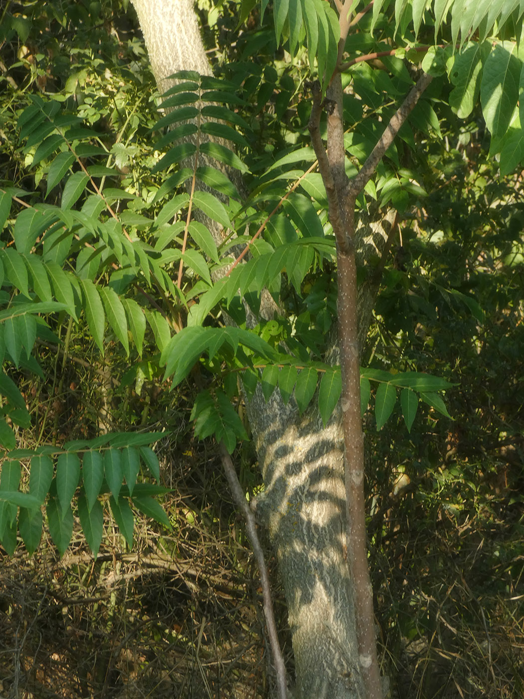Image of Ailanthus altissima specimen.