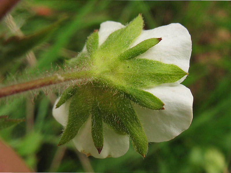 Изображение особи Potentilla rupestris.