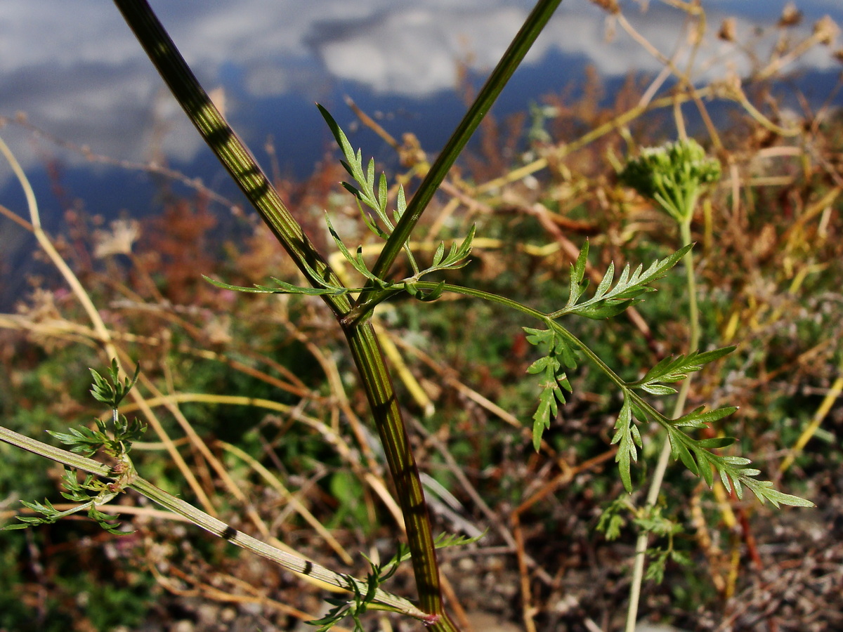 Изображение особи Cnidium monnieri.