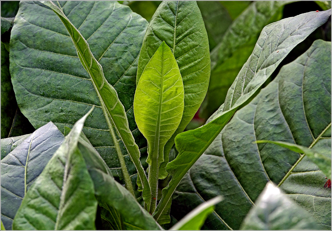 Image of Nicotiana tabacum specimen.