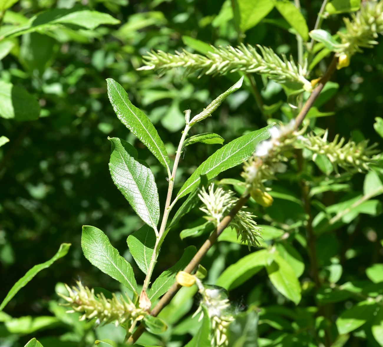 Изображение особи род Salix.