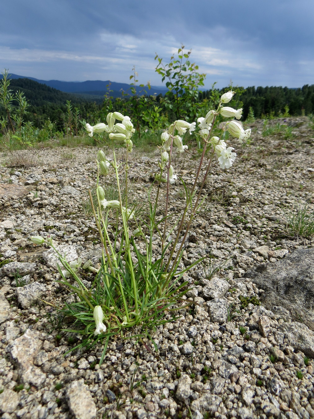 Изображение особи Silene chamarensis.