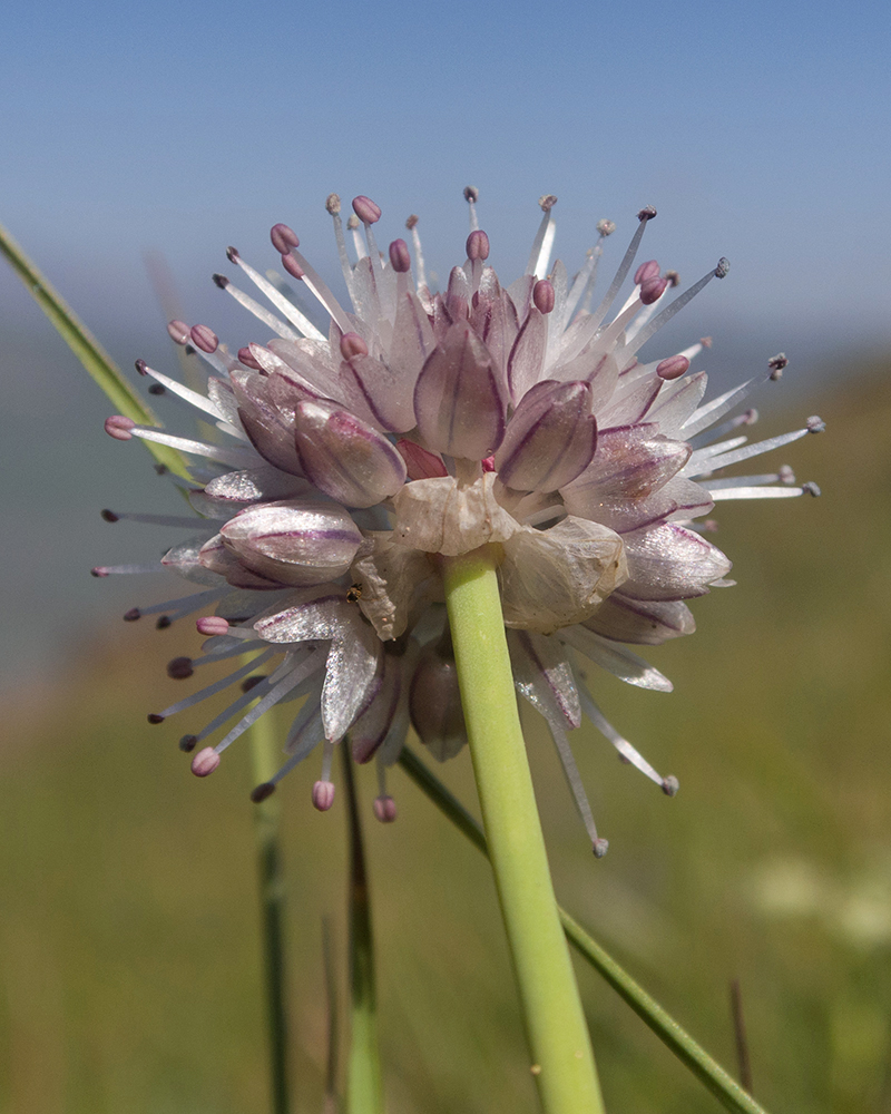 Image of Allium pseudostrictum specimen.
