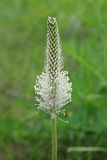 Plantago urvillei. Соцветие. Ульяновская обл., Мелекесский р-н, окр. пос. Вишенка, Медвежий овраг, разнотравная степь на склоне. 06.06.2024.