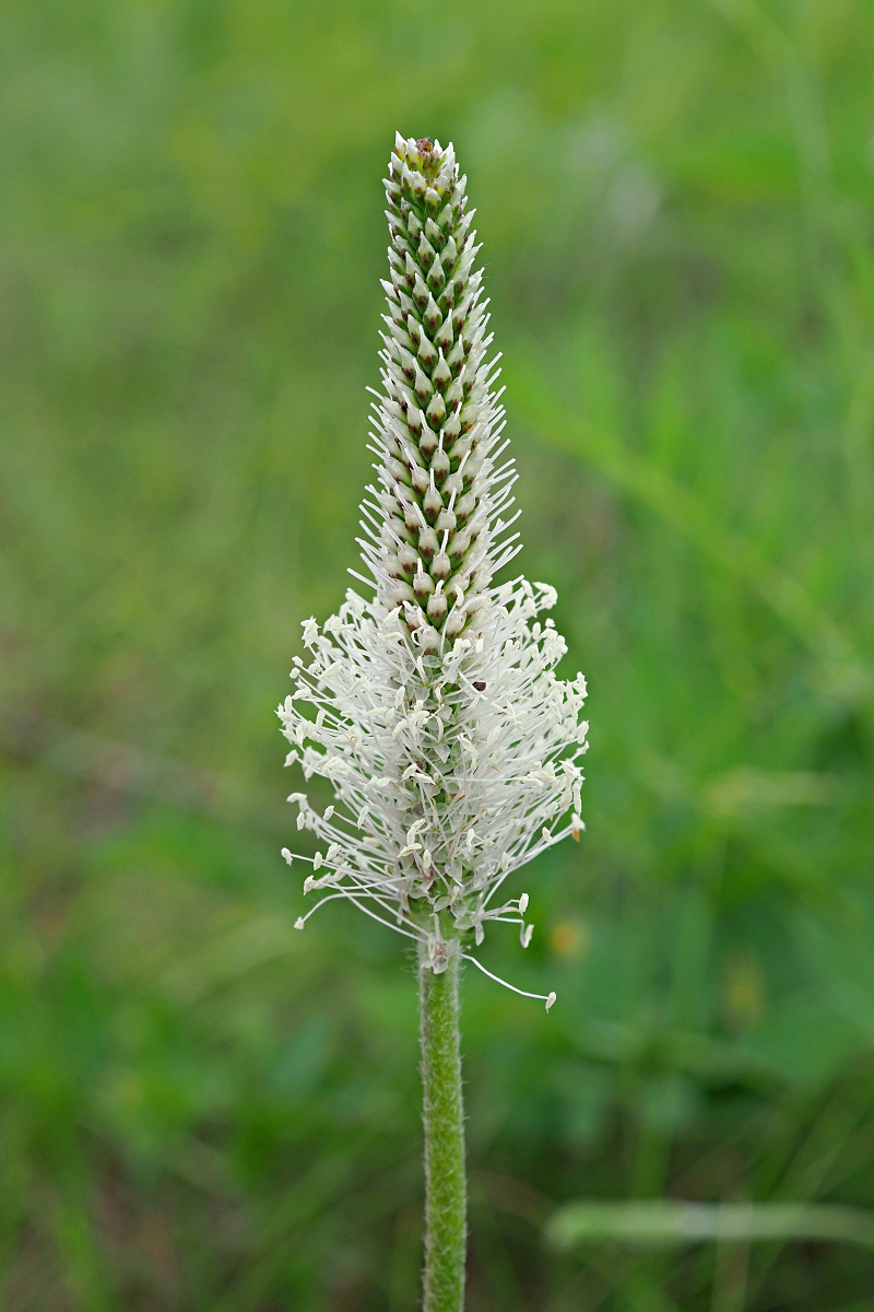 Image of Plantago urvillei specimen.