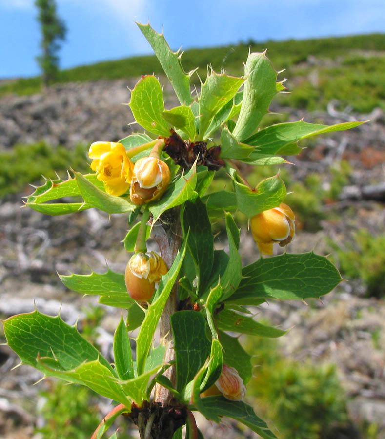 Image of Berberis sibirica specimen.