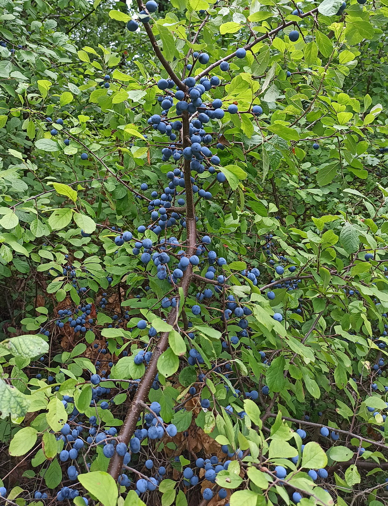 Изображение особи Prunus spinosa.