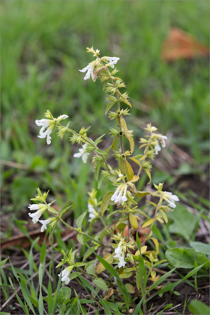 Изображение особи род Stachys.