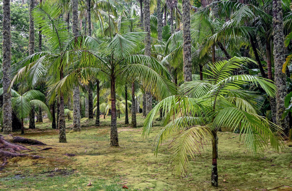 Изображение особи Archontophoenix alexandrae.