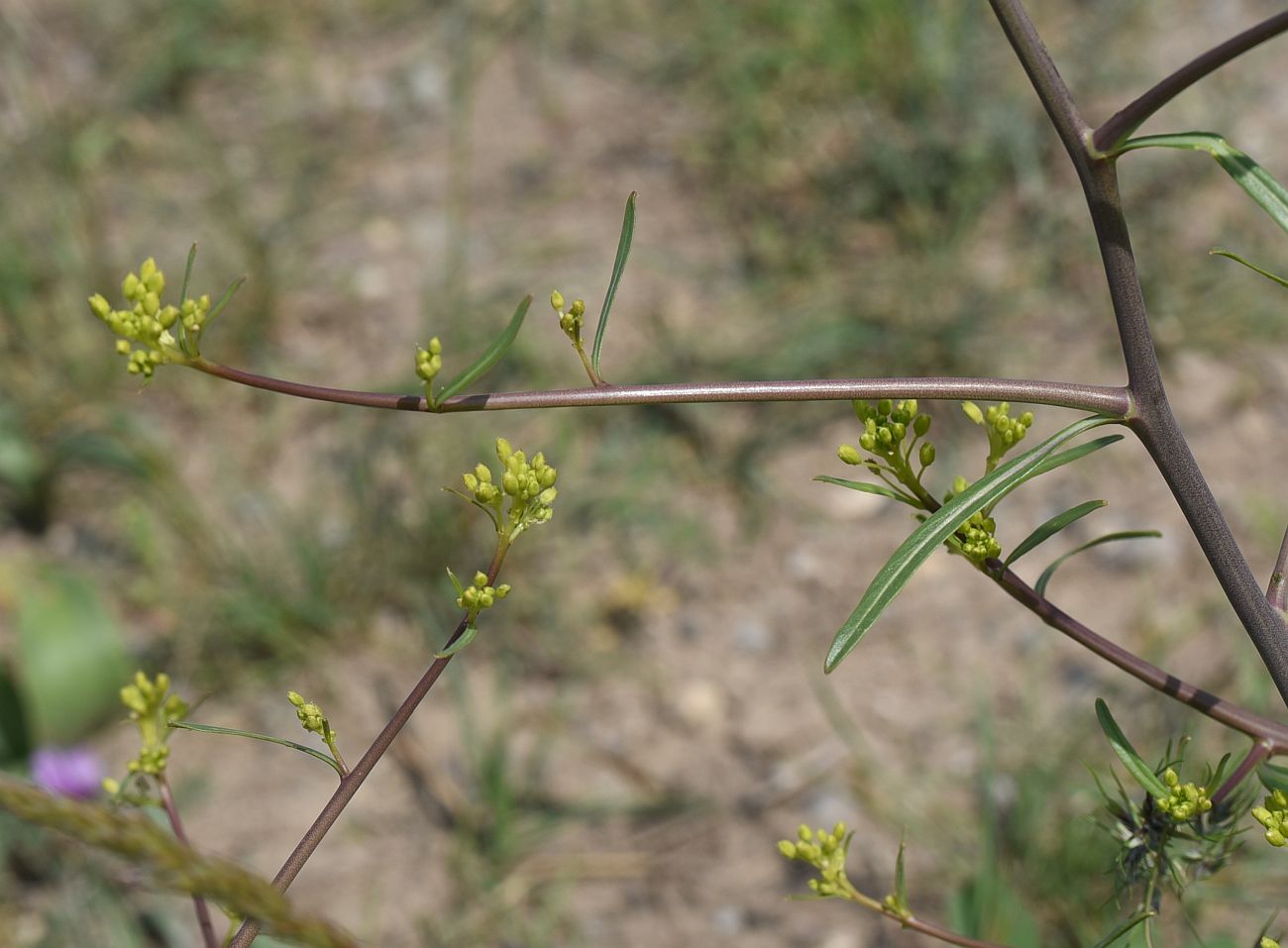 Изображение особи Erucastrum armoracioides.