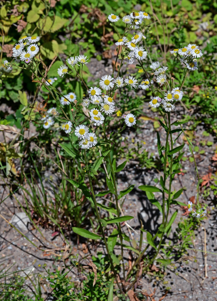 Изображение особи Erigeron annuus.