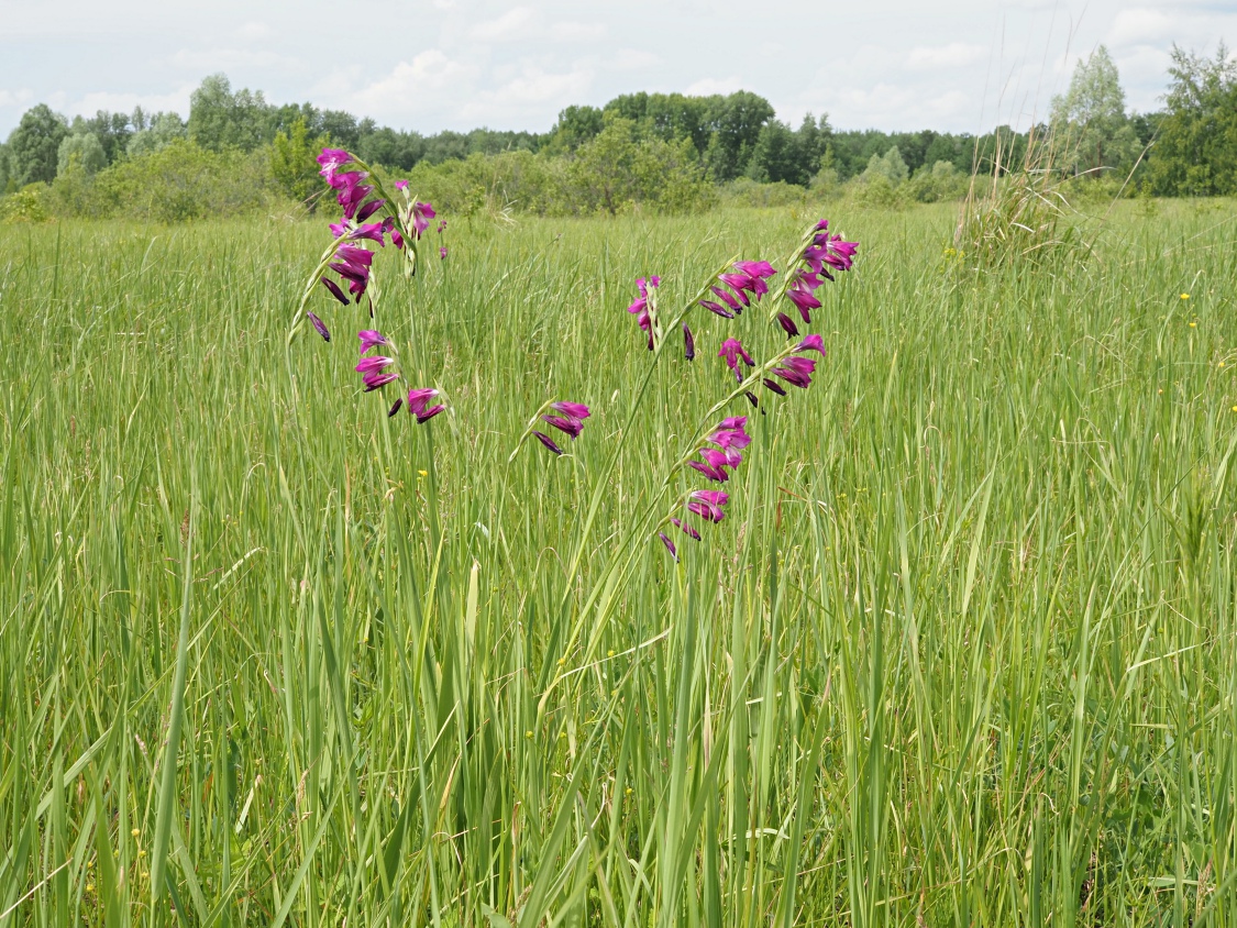Image of Gladiolus imbricatus specimen.
