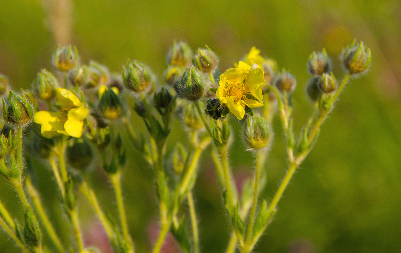 Изображение особи род Potentilla.